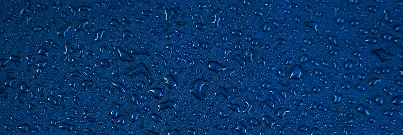 SARS-CoV-2 鼻內感染樹鼩模型